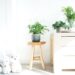 Voordelen van planten in huis
